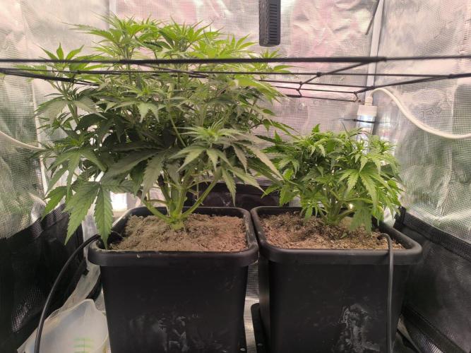 Blueberry Automatic. Week 5