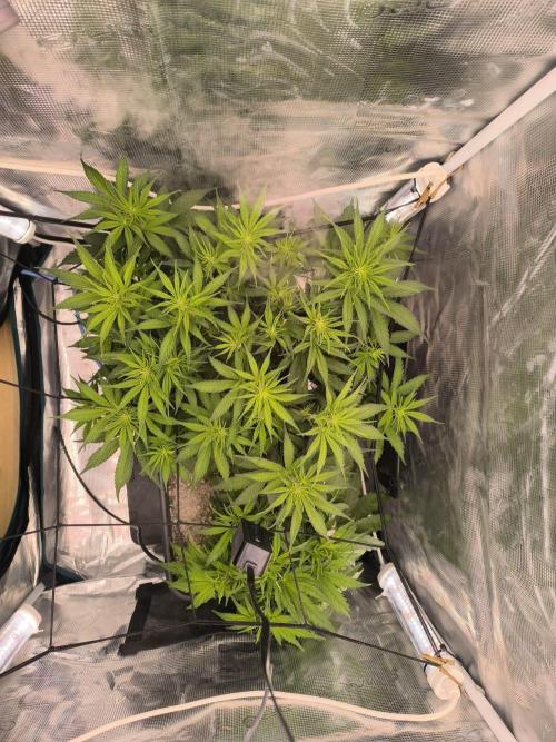 Blueberry auto. Week 5