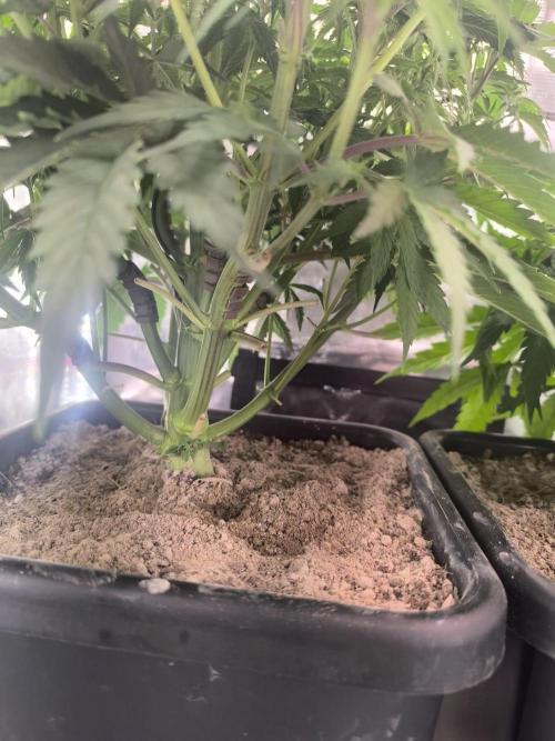 Blueberry Automatic. Week 5