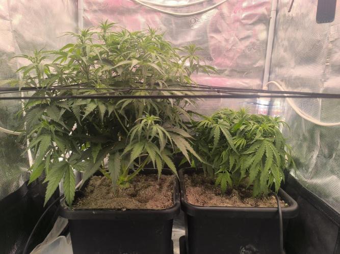 Blueberry auto. Week 5