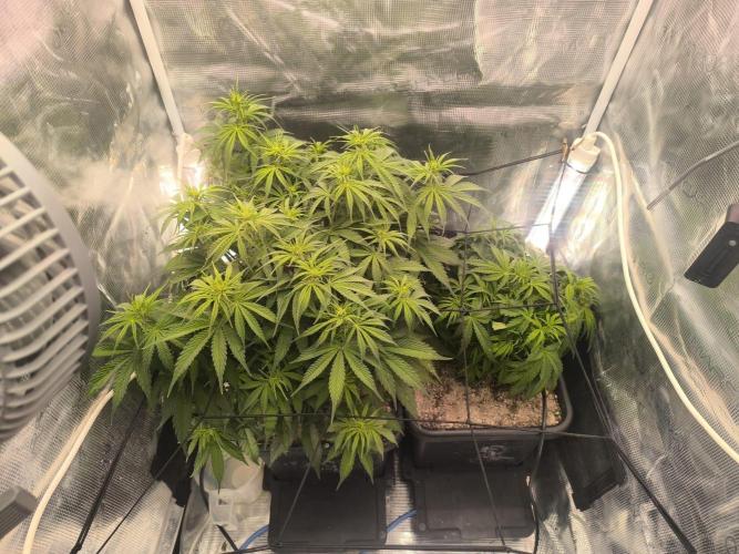 Blueberry auto. Week 5