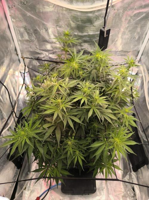 Blueberry auto. Week 5