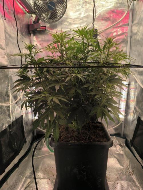 Blueberry Automatic. Week 5