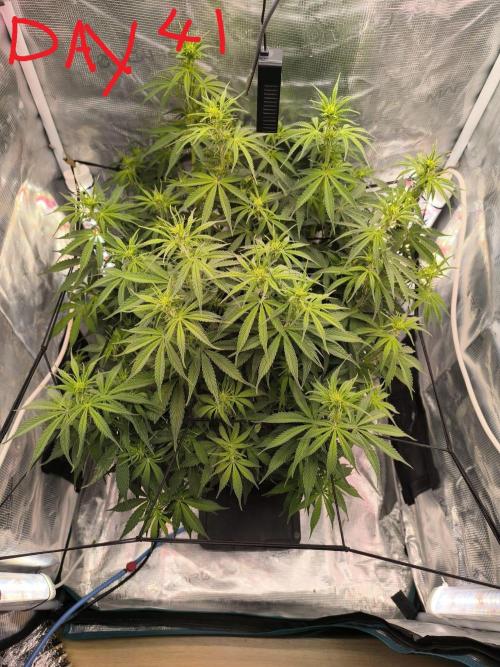 Blueberry auto. Week 5