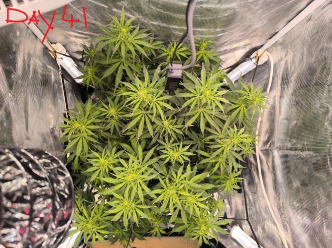 Blueberry auto. Week 5