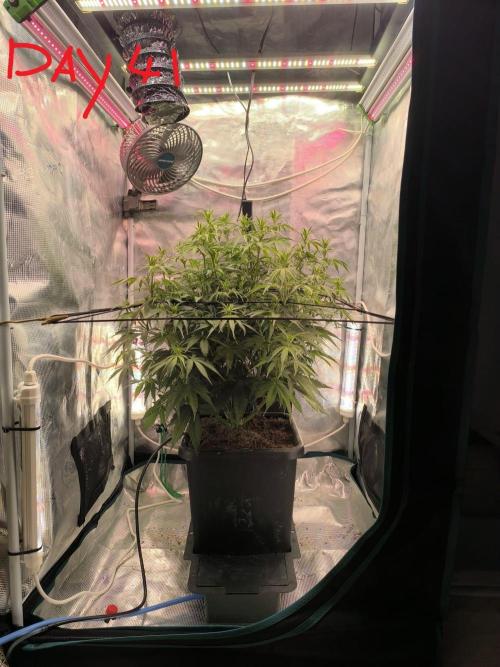 Blueberry Automatic. Week 5