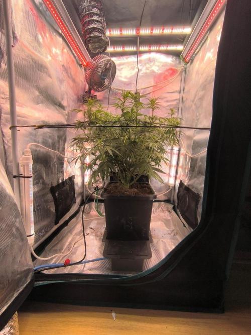 Blueberry Automatic. Week 6
