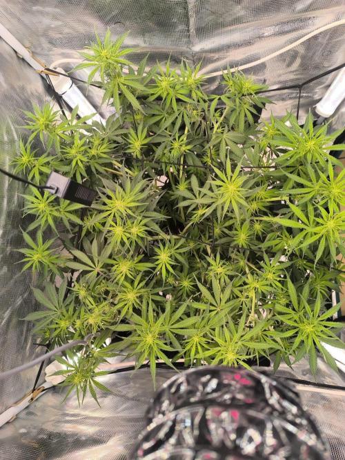 Blueberry auto. Week 6
