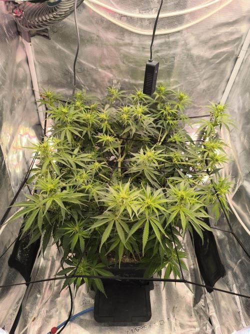 Blueberry auto. Week 6