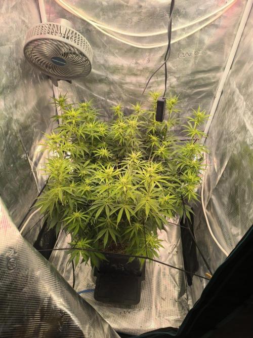 Blueberry Automatic. Week 6