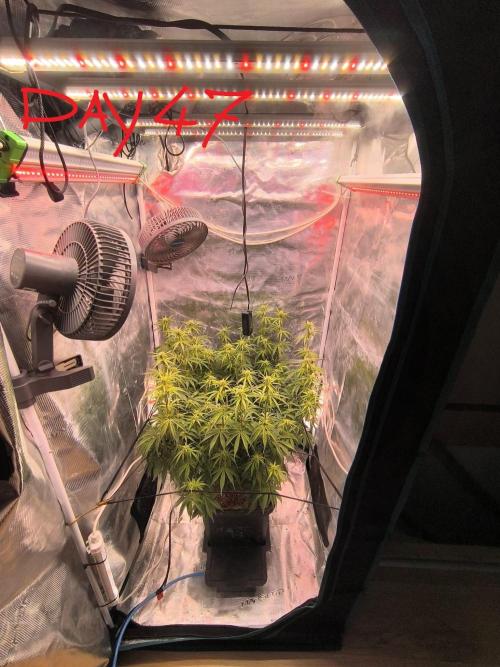 Blueberry Automatic. Week 6