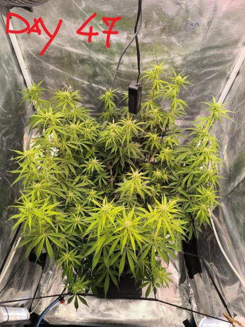 Blueberry auto. Week 6