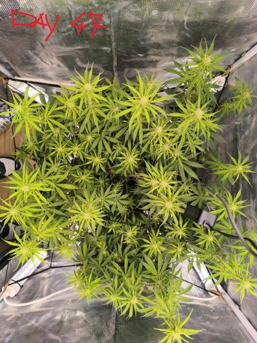 Blueberry auto. Week 6
