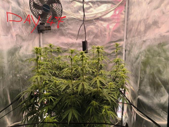 Blueberry auto. Week 6