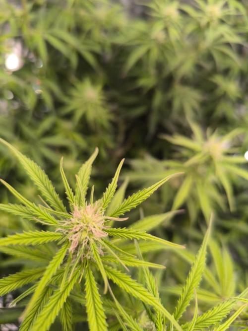 Blueberry auto. Week 7