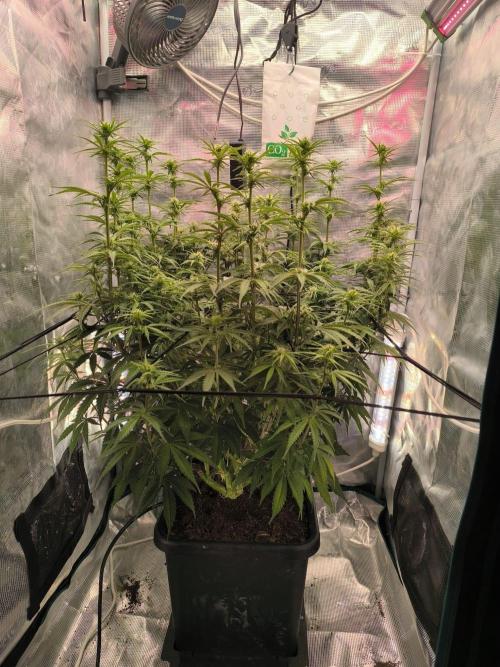 Blueberry Automatic. Week 7