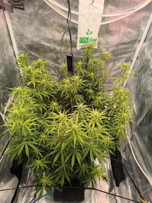 Blueberry auto. Week 7