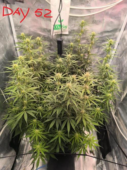 Blueberry Automatic. Week 7