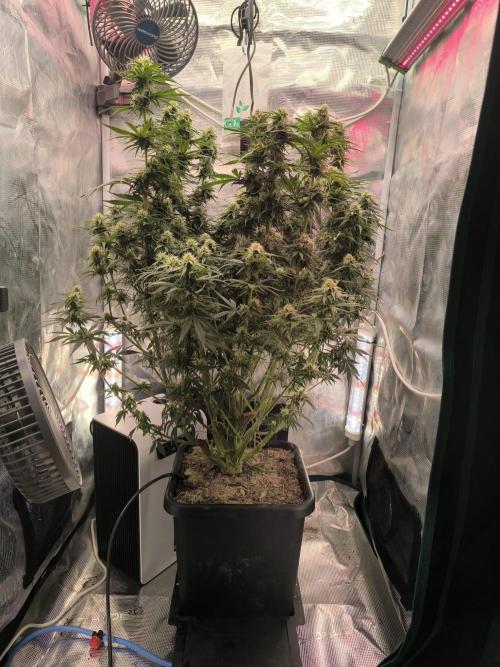 Blueberry auto. Week 10