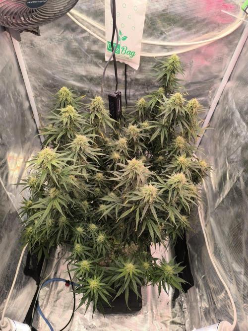 Blueberry auto. Week 10