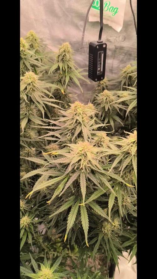 Blueberry auto