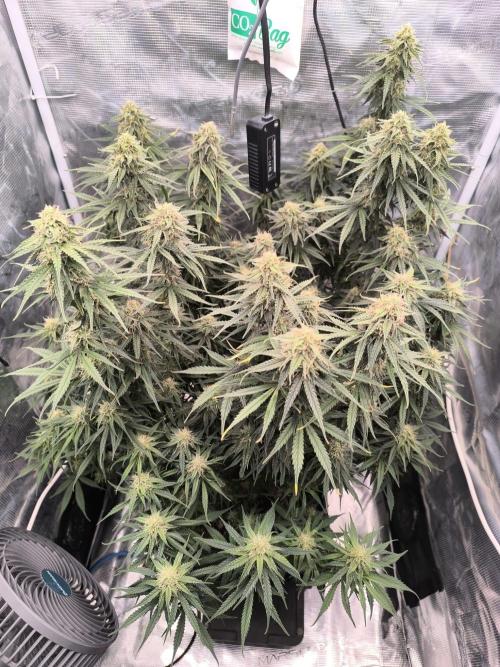 Blueberry Automatic. Week 10