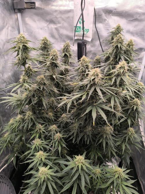 Blueberry auto. Week 10