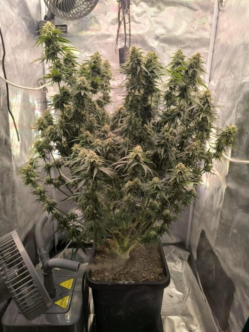 Blueberry auto. Week 11