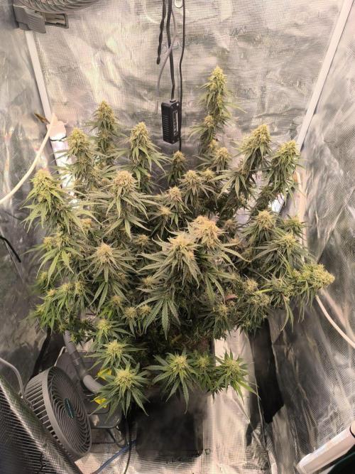 Blueberry Automatic. Week 11