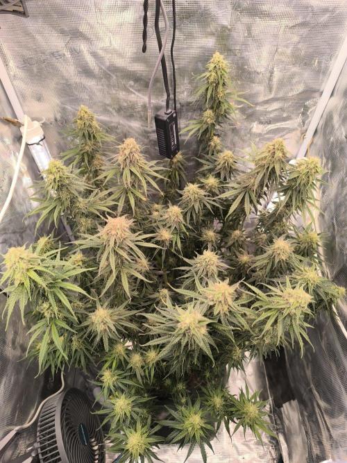 Blueberry Automatic. Week 11