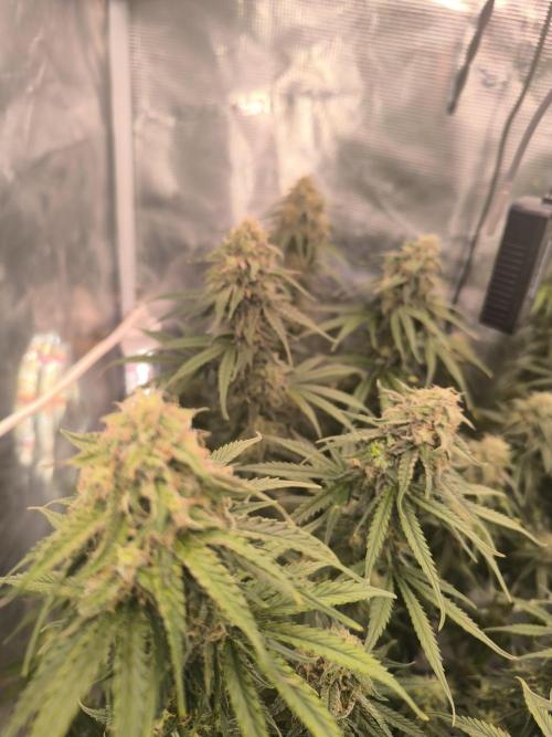 Blueberry Automatic. Week 11