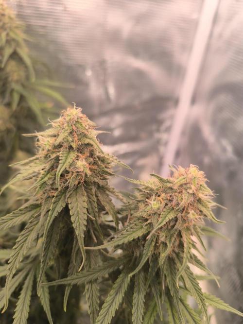 Blueberry auto. Week 11