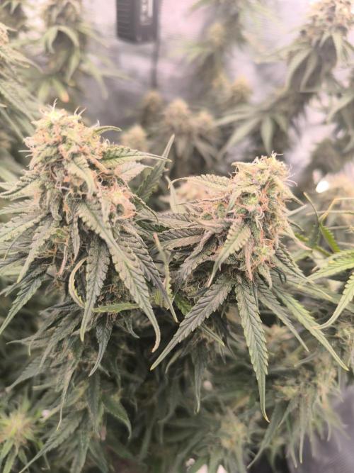 Blueberry auto. Week 11