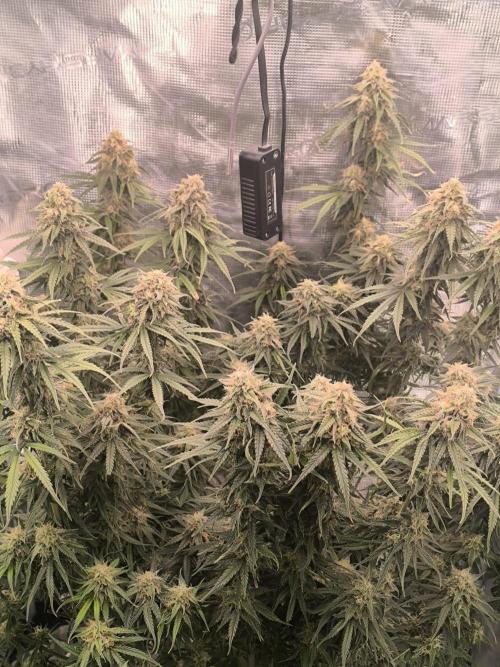 Blueberry auto. Week 11