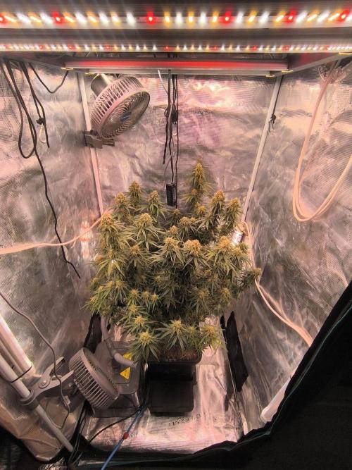 Blueberry auto. Week 11
