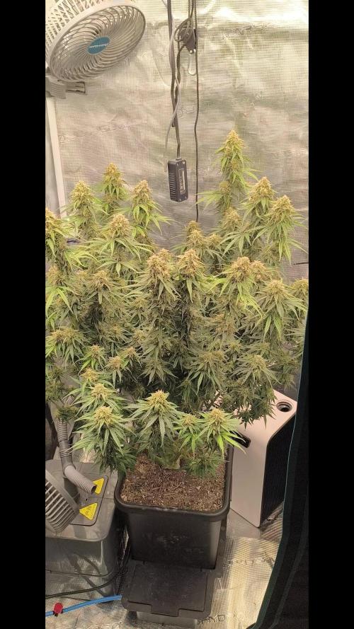 Blueberry auto
