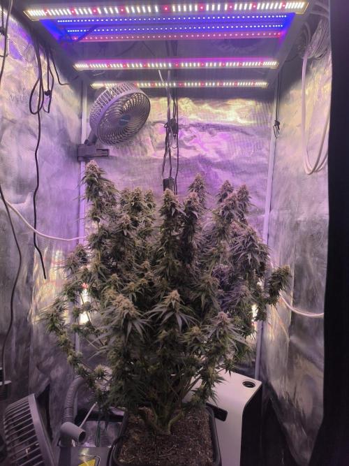 Blueberry auto. Week 12