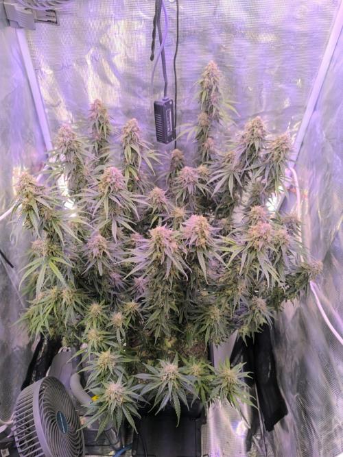 Blueberry auto. Week 12