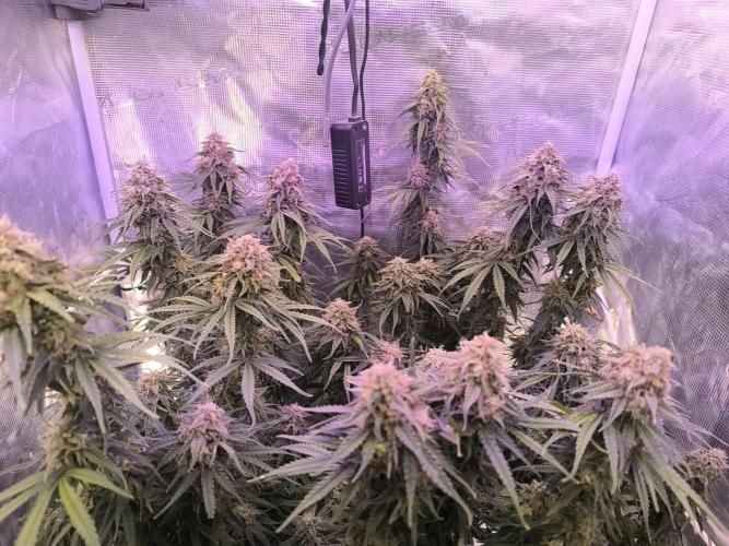 Blueberry auto. Week 12