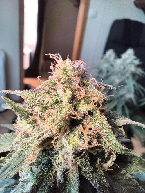 Blueberry auto. Week 12