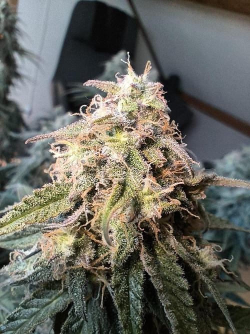 Blueberry Automatic. Week 12