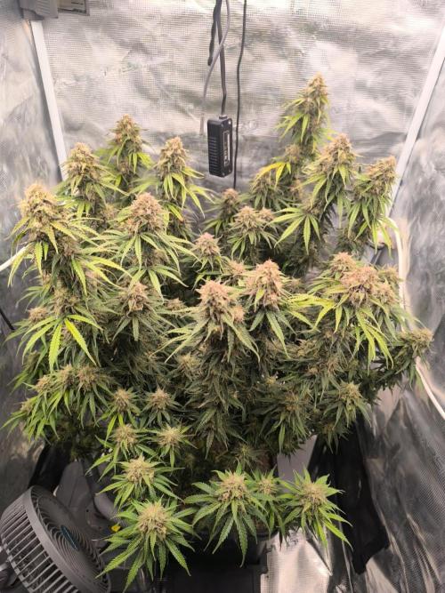 Blueberry auto. Week 12