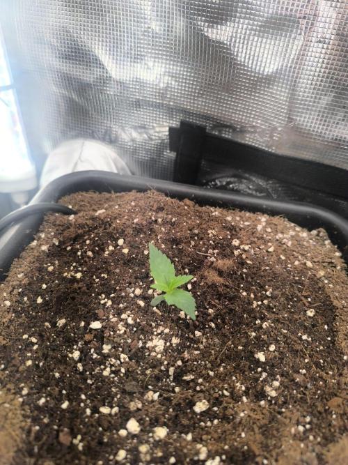 Super Lemon Haze Auto . Week 1