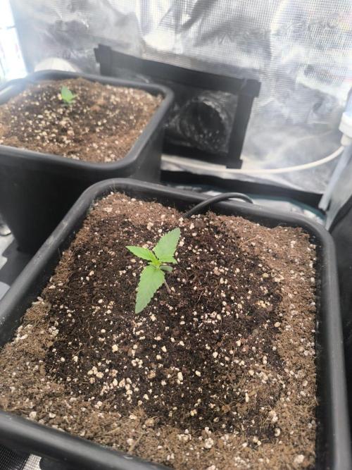 Super Lemon Haze Auto organic-synthetic. Week 1