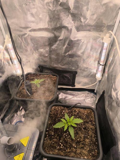 Super Lemon Haze Auto . Week 1