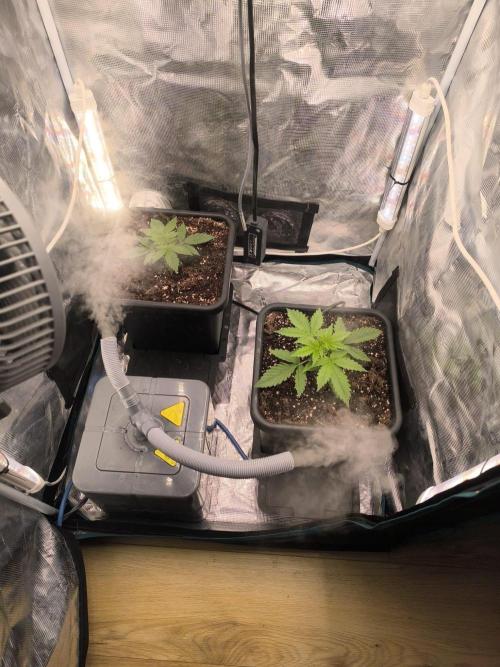 Super Lemon Haze Auto organic-synthetic. Week 2