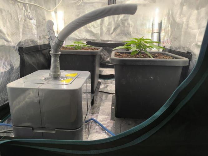 Super Lemon Haze Auto organic-synthetic. Week 2