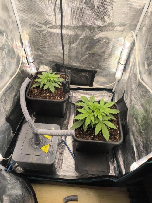 Super Lemon Haze Auto organic-synthetic. Week 2