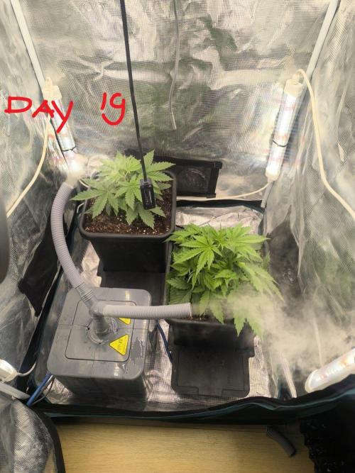 Super Lemon Haze Auto organic-synthetic. Week 2