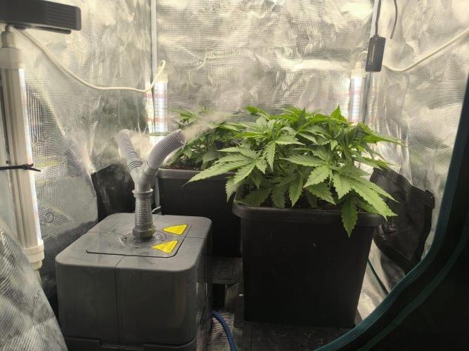 Super Lemon Haze Auto . Week 3
